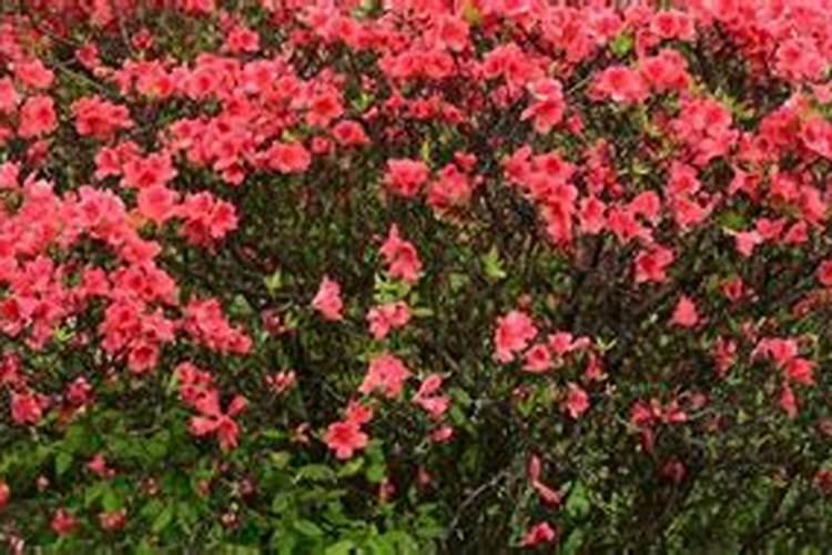 映山红能不能施肥