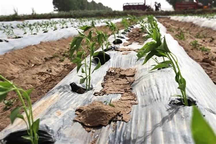 观叶植物专用肥料是什么