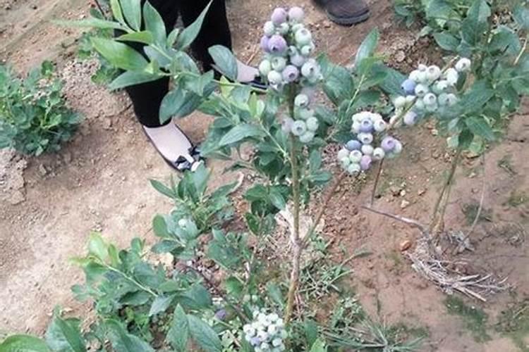 蓝莓果树可以用萘乙酸钠施肥吗