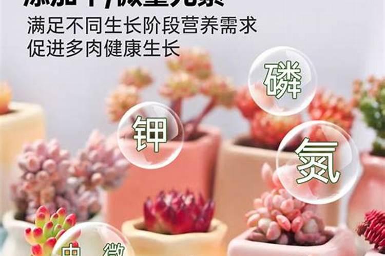多肉施什么肥快速长大