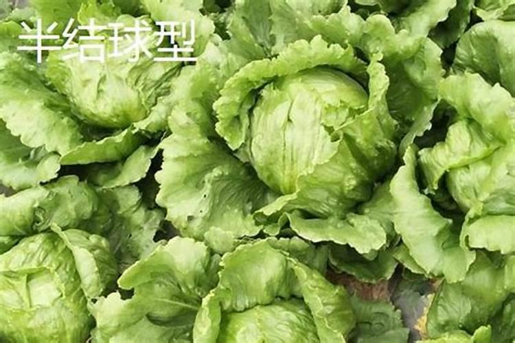 生菜追肥可以用尿素吗
