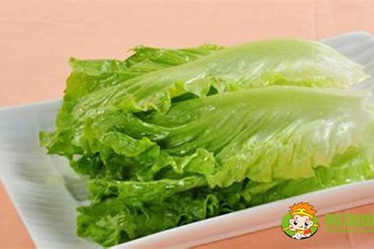 生菜水培怎么养