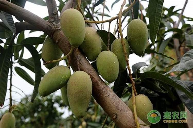芒果什么时候施肥最好