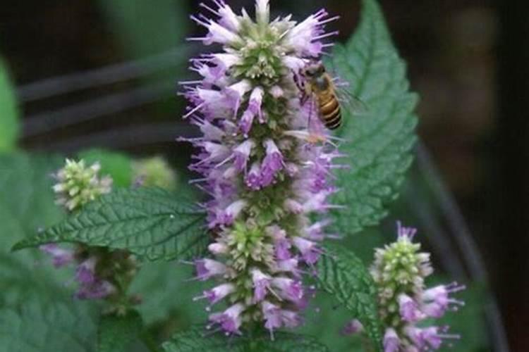 种植油菜为什么要施硼肥油菜啥时候施硼肥好