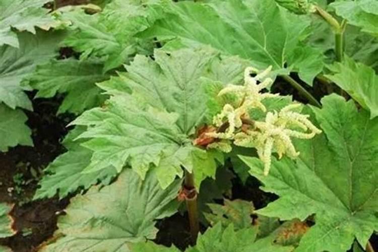 大黄种植技术与栽培管理