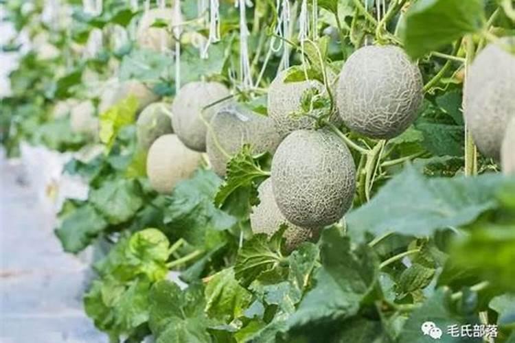 甜瓜棵子细叶子小怎么解决？