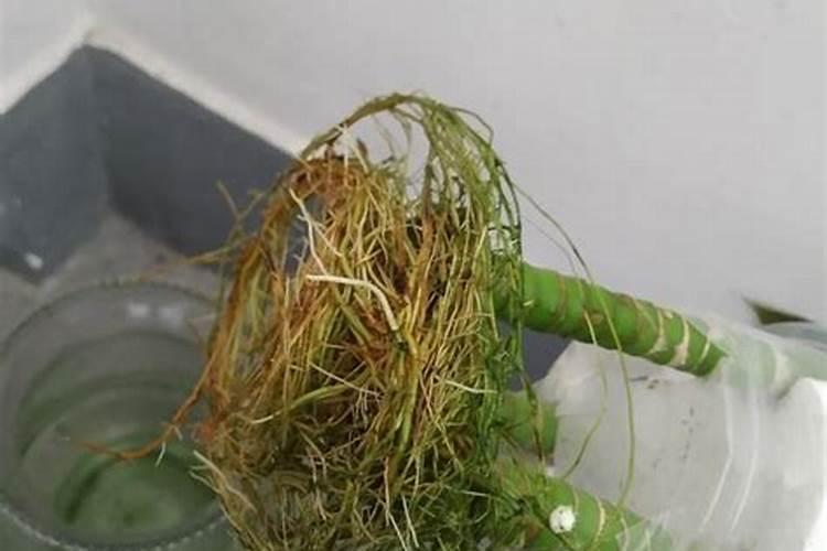 生根水可以浇花吗