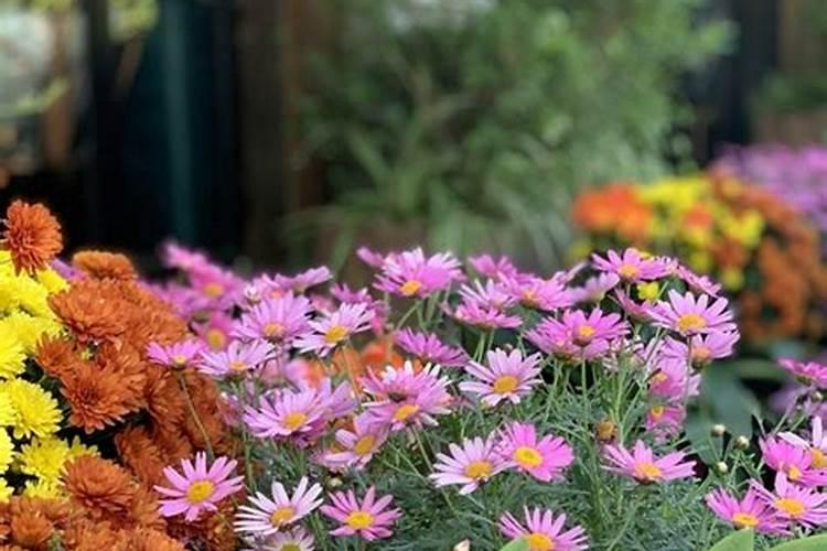 什么时候海棠花好养活啊？