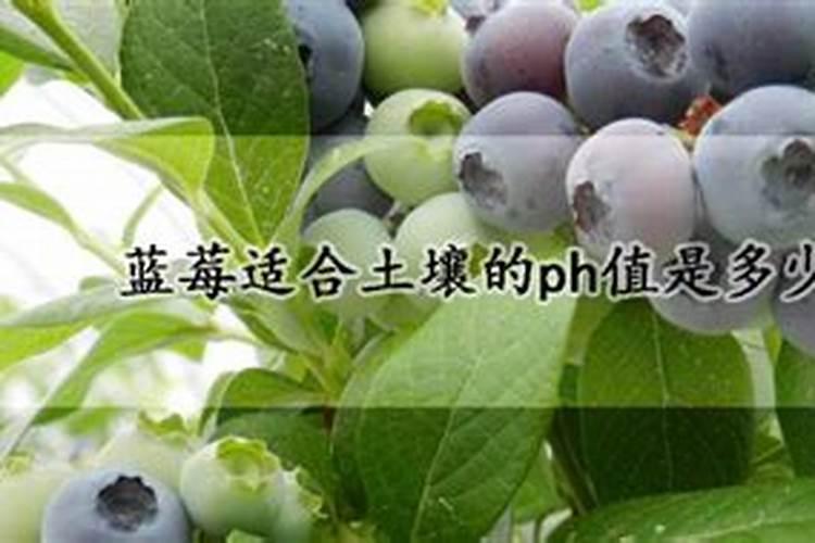 蓝莓施肥用什么肥料最好 种蓝莓用肥正确长得快