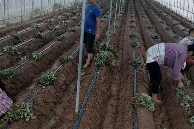 种植辣椒有哪几种施肥方法 辣椒开花要怎样施肥