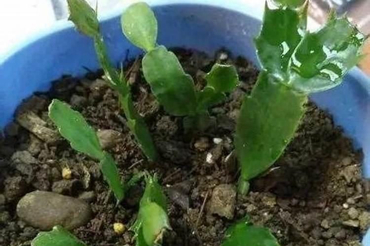 黄瓜栽植前上黄豆好不好底肥？
