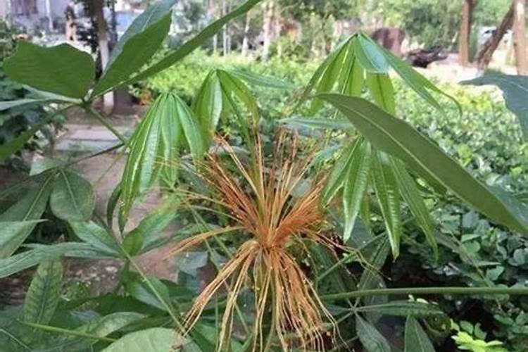 一粒玉米实质上就是一粒种子,对吗？为什么？