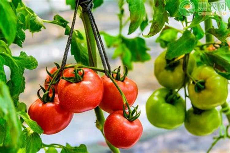 怎样促进早春番茄膨果'