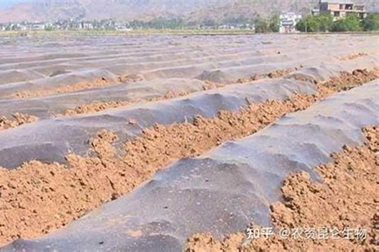 烤烟种植技术与方法