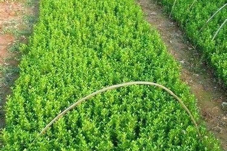 三角梅用什么肥料最好