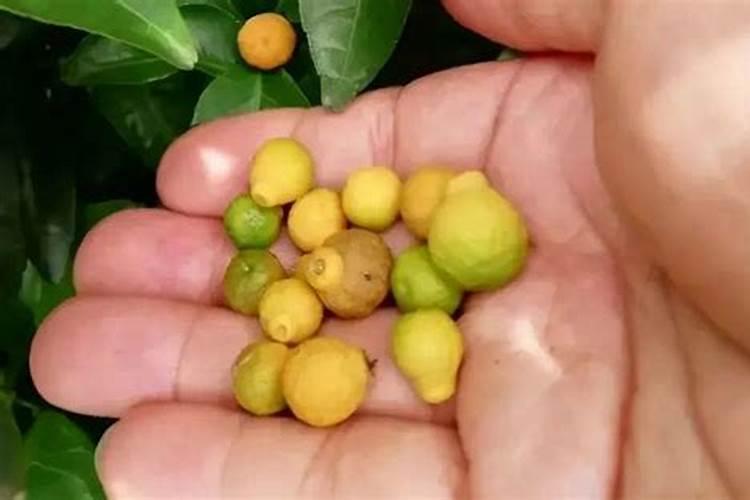 苹果套袋前杀菌药打什么比较好