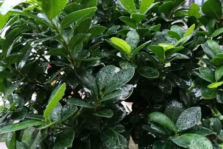 榕树掉叶子怎么救 榕树掉叶子的解决方法