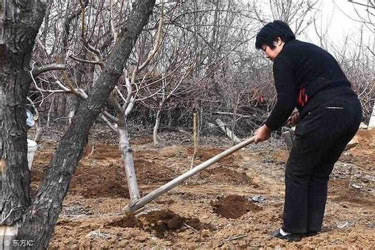 植物的根是吸收营养的,叶也能吸收营养吗