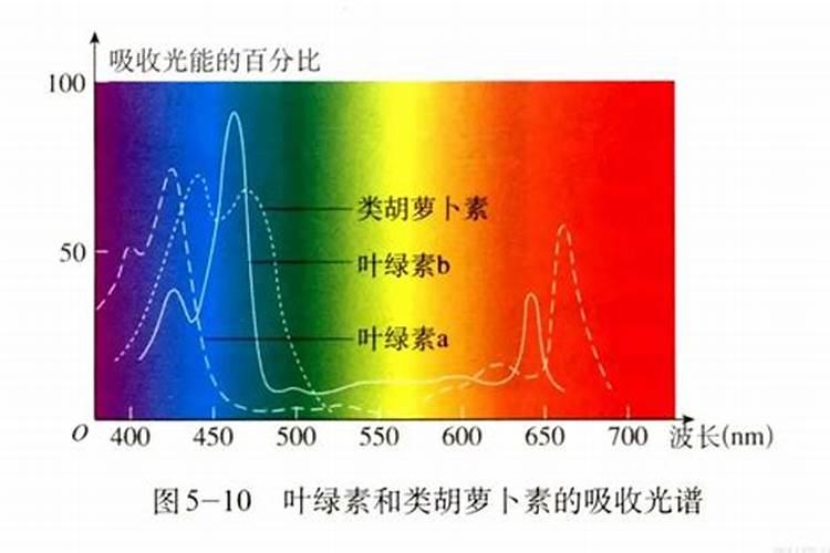 促进植物生根的肥料是哪些？促进植物长新叶子的肥料是哪些？