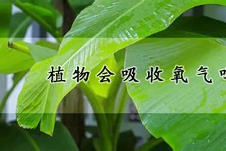 复合肥可以兑水喷叶子吗