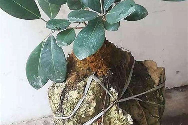 肥料是灌根好还是喷叶好