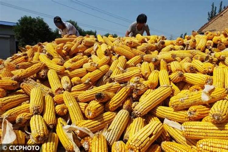 玉米用什么化肥好