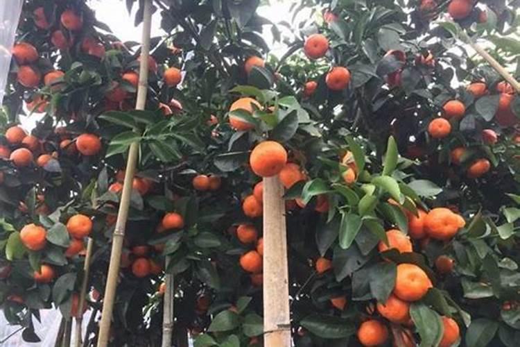 硅肥什么时候施最佳