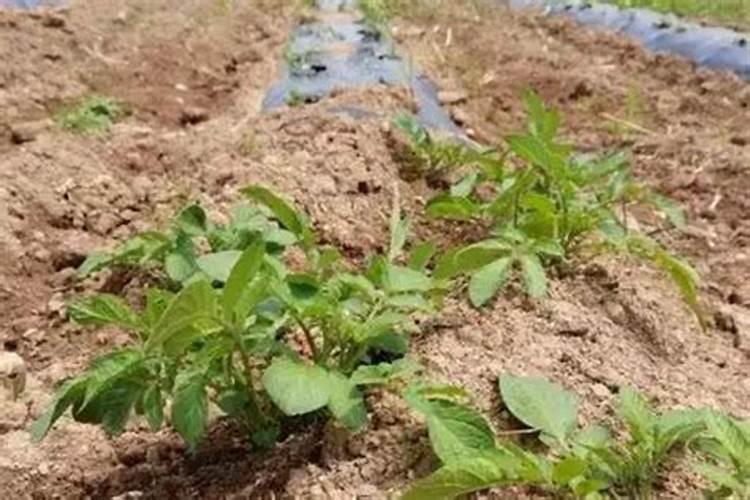 大棚芸豆苗期喷什么叶面肥什么药