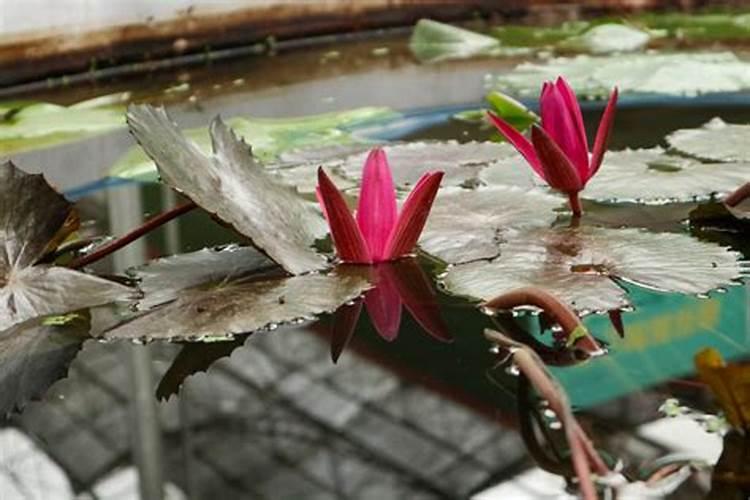 睡莲花施什么肥最好