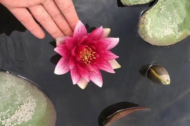睡莲花施什么肥最好