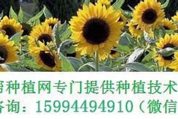 农业上用的尿素和硝铵,都是用来做什么呢的？