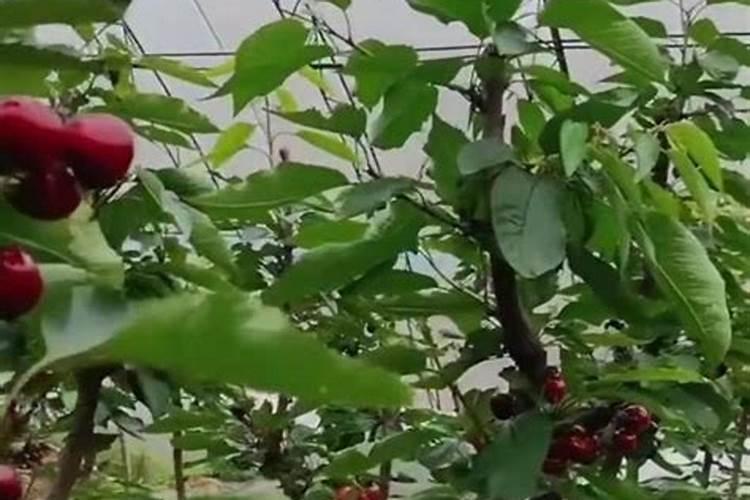 绯花玉施什么肥