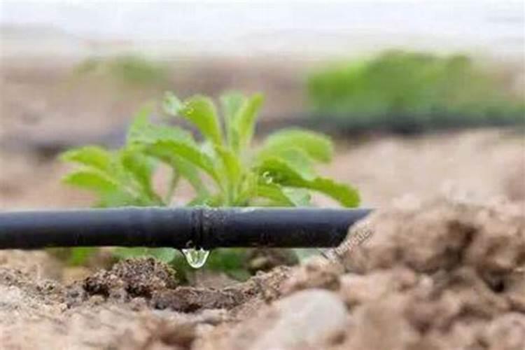 水溶肥怎么用效果才最好