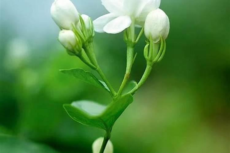 移栽两个月的茶叶苗能施什么肥