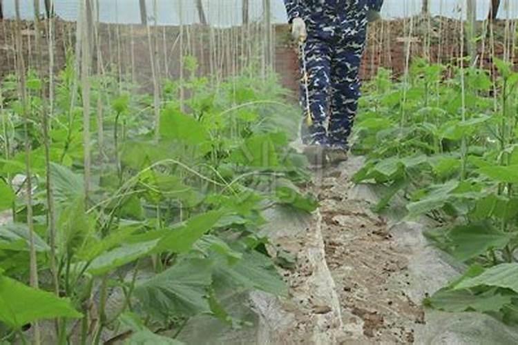 蔬菜怎样施用锌肥？