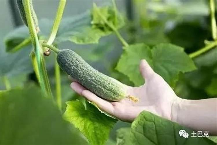 锌肥简介