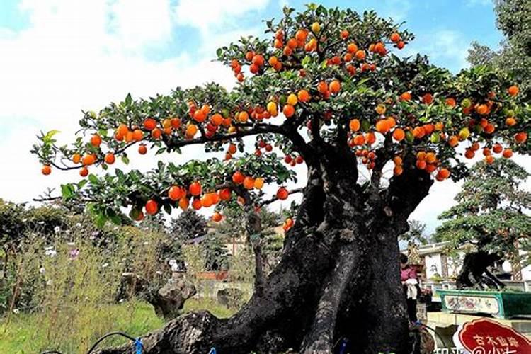 苋菜适合什么季节播种 苋菜适合哪个季节播种