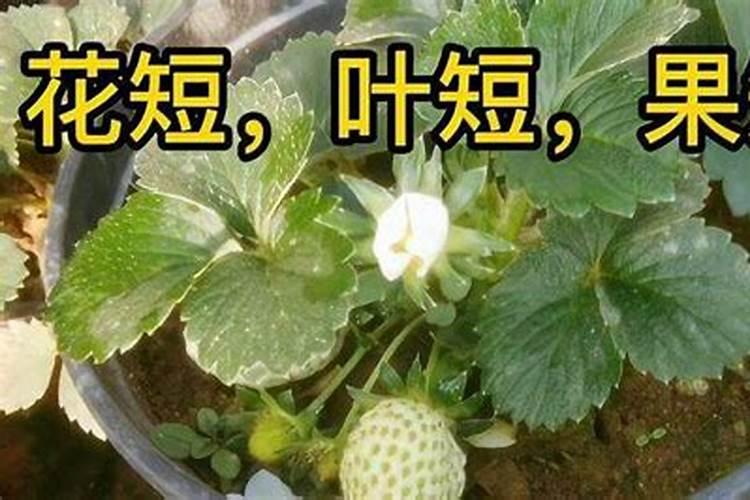 草莓秧子烂根是什么原因