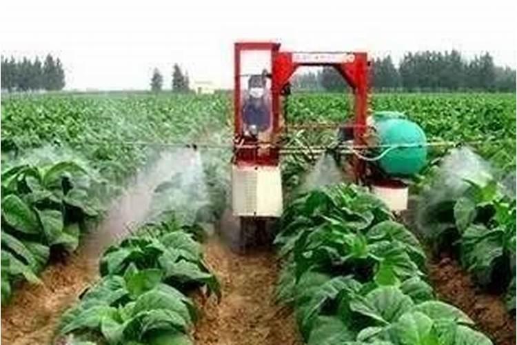 种蔬菜用什么肥料最好