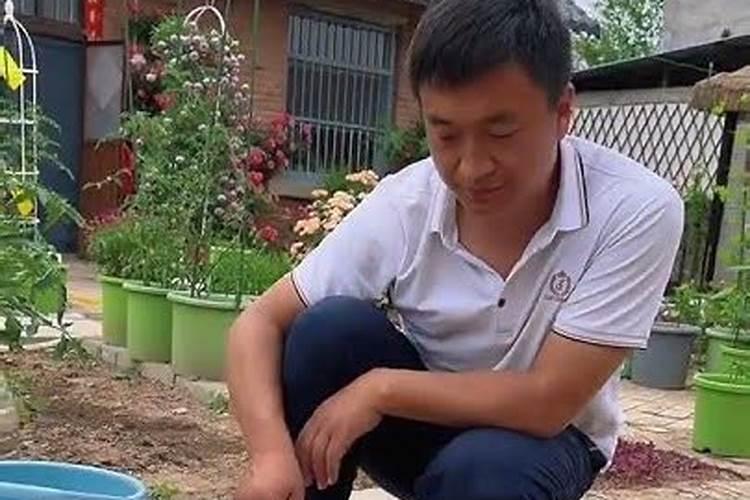 氨基酸肥料对果树是何作用,该怎样正确使用？