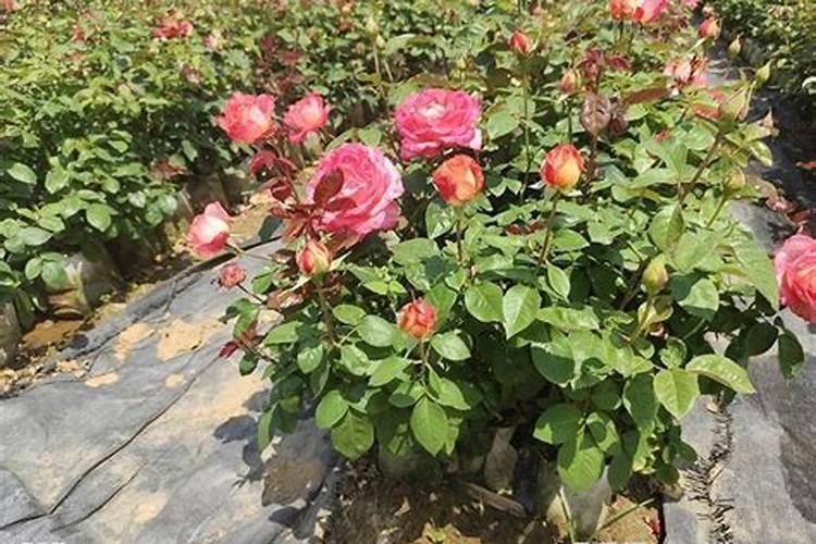 水培生根的月季花一如土中为什么会烂根