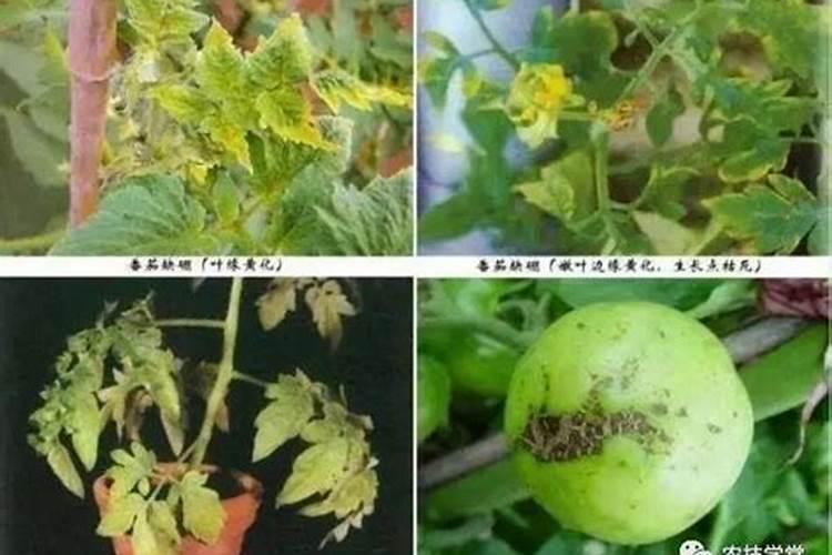 缺硼的植物有什么症状