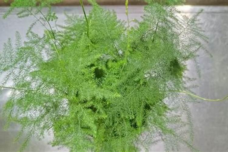 石榴花施肥施多了叶子黄了怎么办