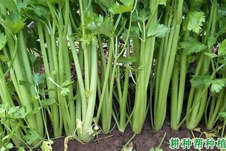 花生底肥用什么肥料好