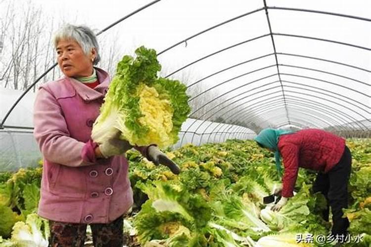硝基硫酸钾复合肥用多少水能溶解？
