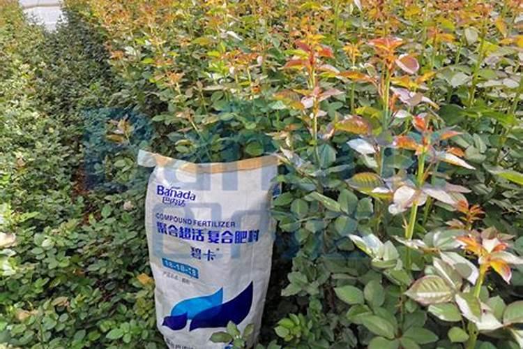 高磷钾液体肥料是什么