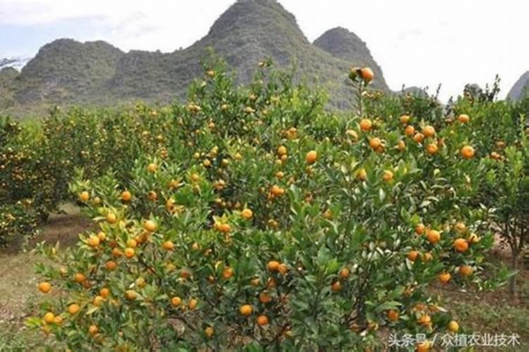 现在沙糖桔果子小要放什么肥？怎样施肥