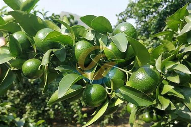 李子树开花前打药还是开花后打药？