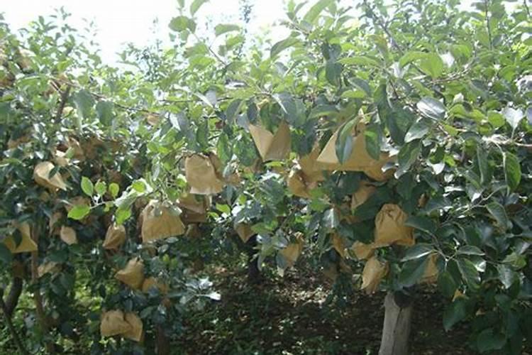 苹果套完袋上什么肥料？