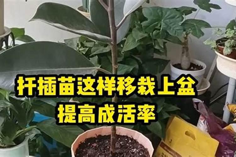 橡皮树叶子生根后为何不再长茎
